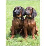 Bavarian Mountain Hound 4