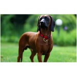 Bavarian Mountain Hound 7