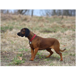 Bavarian Mountain Hound 8