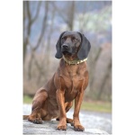 Bavarian Mountain Hound 9
