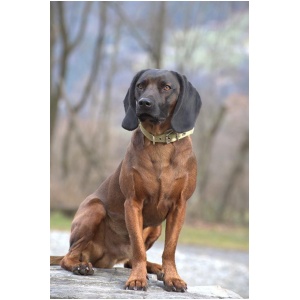Bavarian Mountain Hound 9