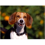 Beagle 0