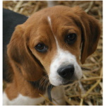 Beagle 3