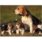 Beagle 4