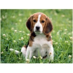 Beagle 5