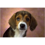 Beagle 7