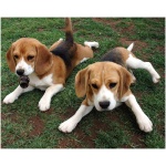 Beagle 8