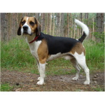 Beagle Harrier 0