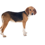 Beagle Harrier 1