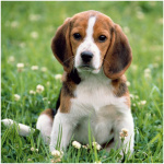 Beagle Harrier 2