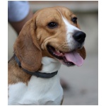 Beagle Harrier 3