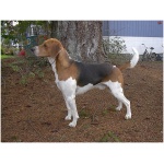 Beagle Harrier 4