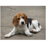 Beagle Harrier 5