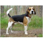 Beagle Harrier 6