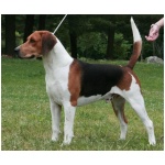 Beagle Harrier 7