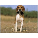 Beagle Harrier 8