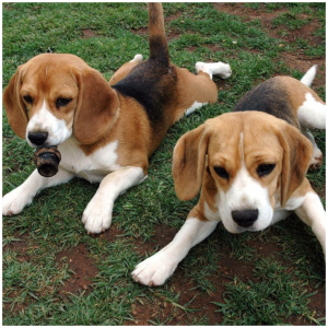 Beagle Harrier 9