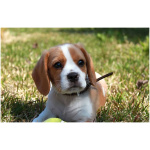 Beaglier 0