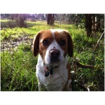 Beaglier 3