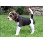 Beaglier 4