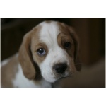 Beaglier 5
