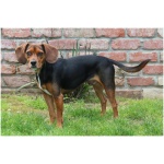 Beaglier 7