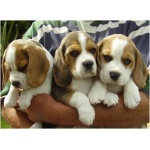 Beaglier 8