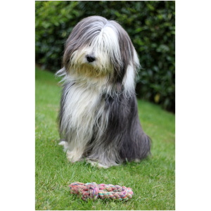 Bearded Collie 9