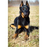 Beauceron 0