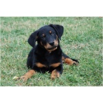 Beauceron 1