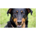 Beauceron 3
