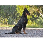 Beauceron 7