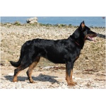 Beauceron 9