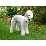 Bedlington Terrier 0