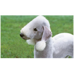 Bedlington Terrier 1