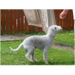 Bedlington Terrier 5