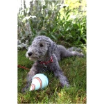 Bedlington Terrier 6