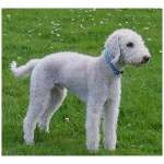 Bedlington Terrier 8