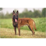 Belgian Malinois 0