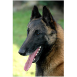 Belgian Malinois 4