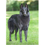 Belgian Sheepdog 9