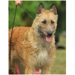Belgian Shepherd Laekenois 1
