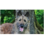 Belgian Shepherd Laekenois 3