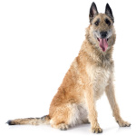 Belgian Shepherd Laekenois 6