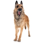 Belgian Shepherd Laekenois 9
