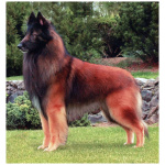 Belgian Tervuren 1