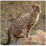Bengal 0
