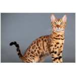Bengal 6