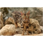 Bengal 9