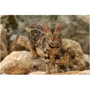 Bengal 9